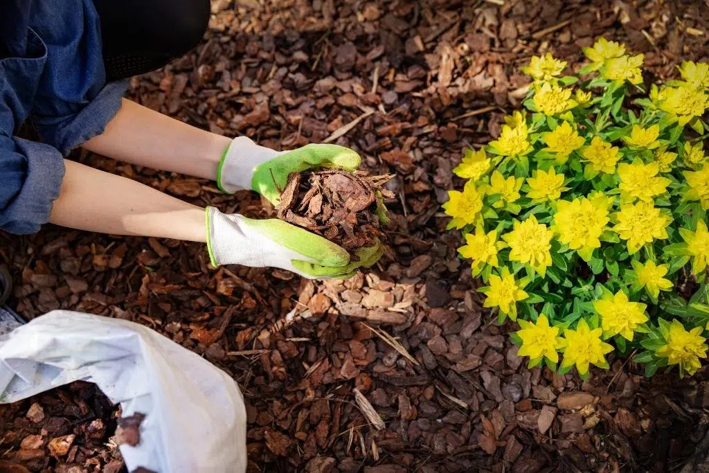 Mulching Service