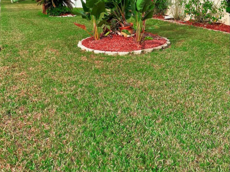 Tips to Overseed Your Lawn